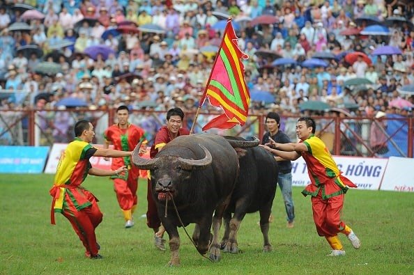 Lễ hội chọi trâu Đồ Sơn 2024